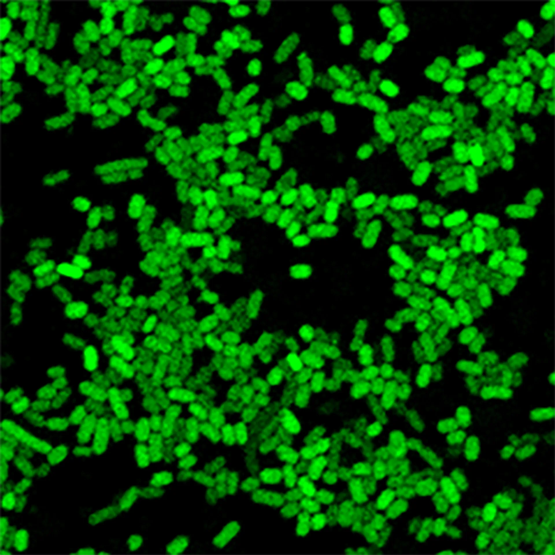 Lab research image 2