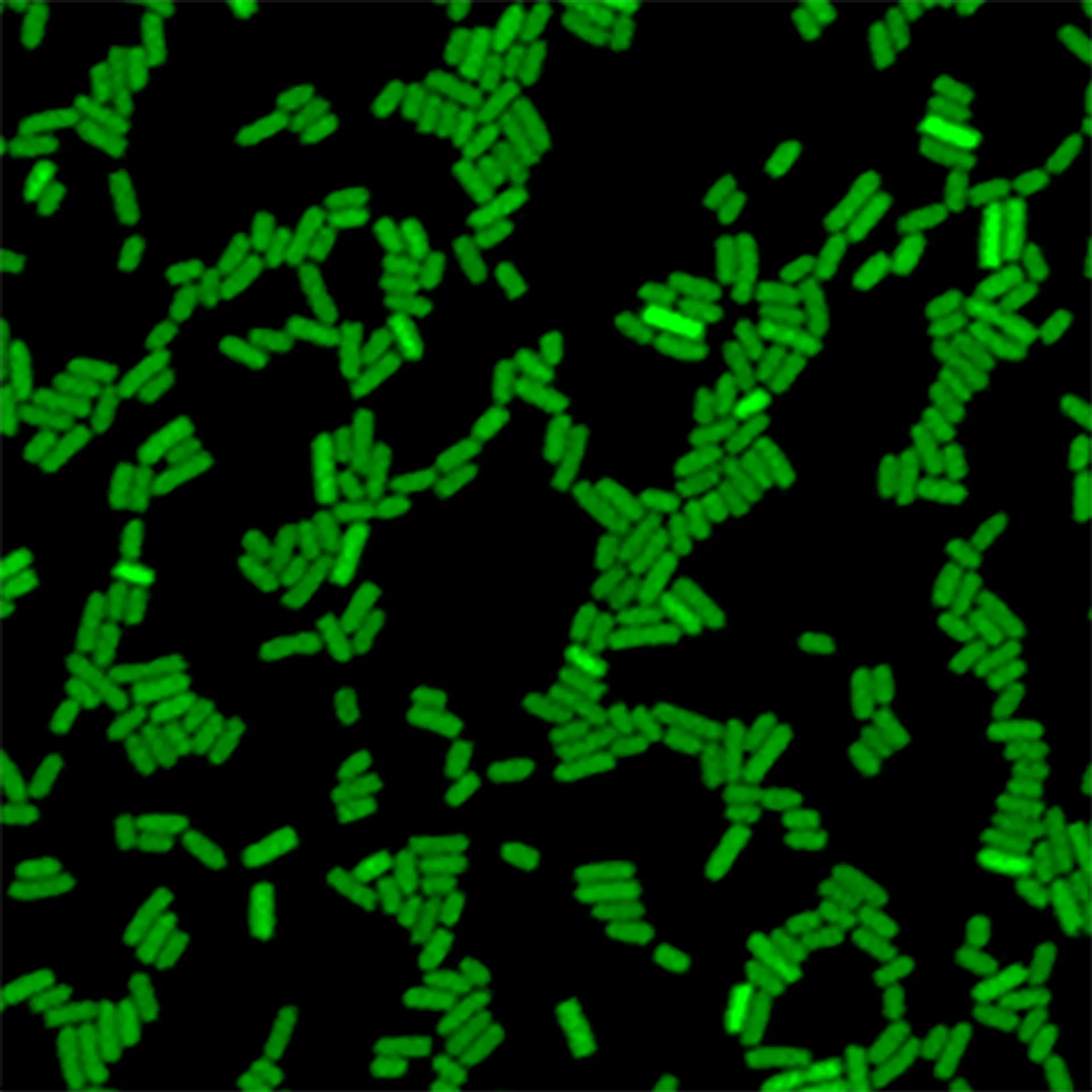 Lab research image 4