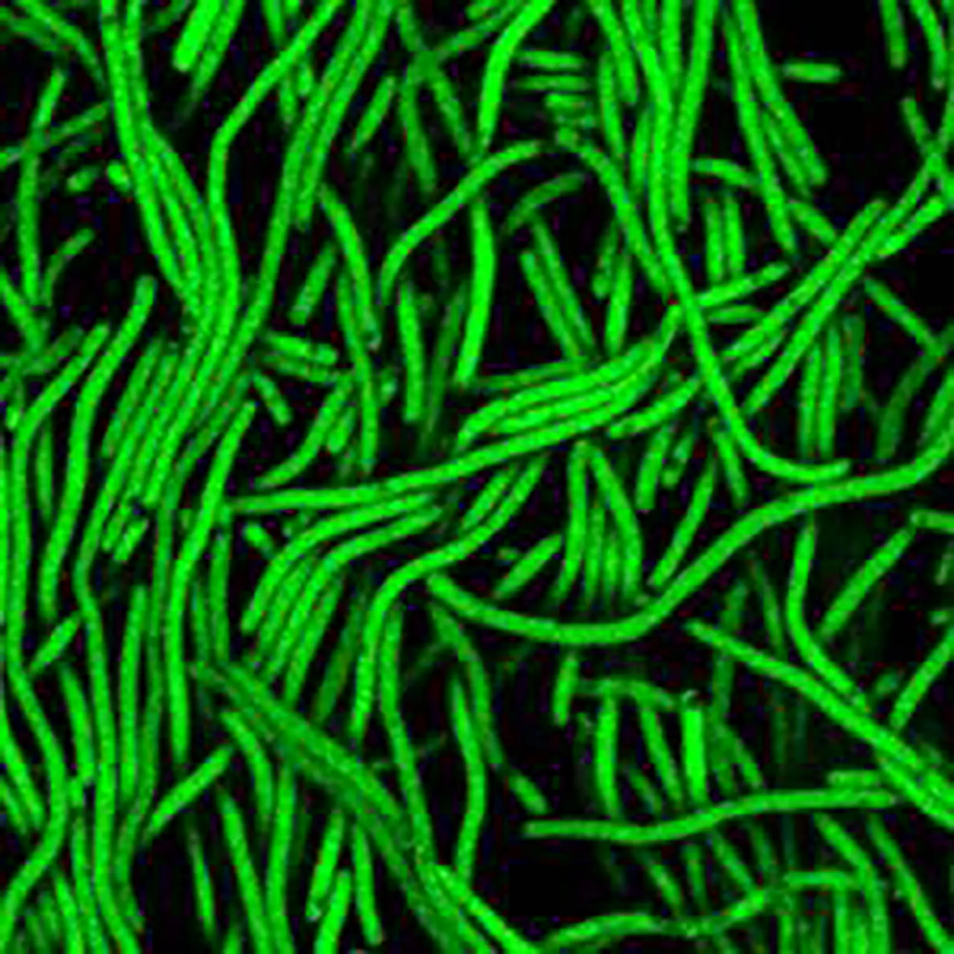 Lab research image 6