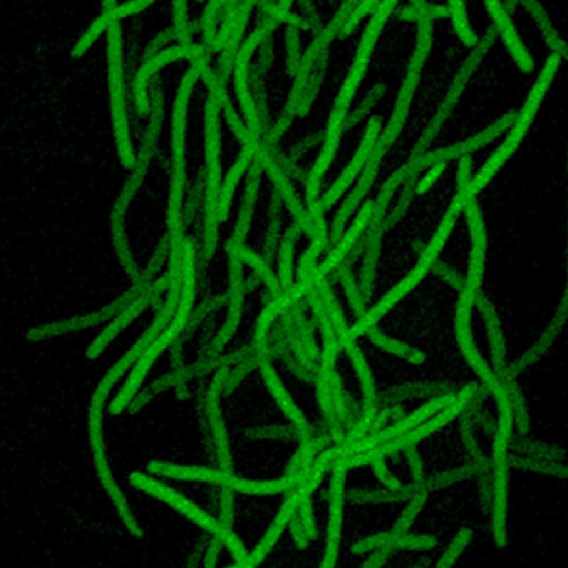 Lab research image 7