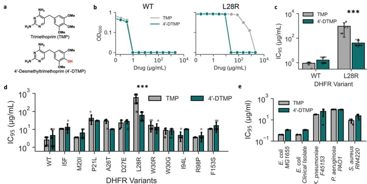 Chemical structures of TMP and 4'-DTMP with dose-response curves showing 30-fold enhanced selective activity of 4'-DTMP against L28R DHFR mutants