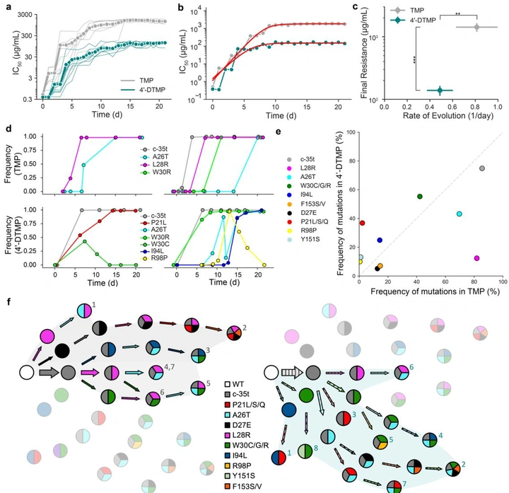 Morbidostat IC50 trajectories comparing TMP and 4'-DTMP evolution rates, mutation frequency tracking, and evolutionary pathway Sankey diagrams
