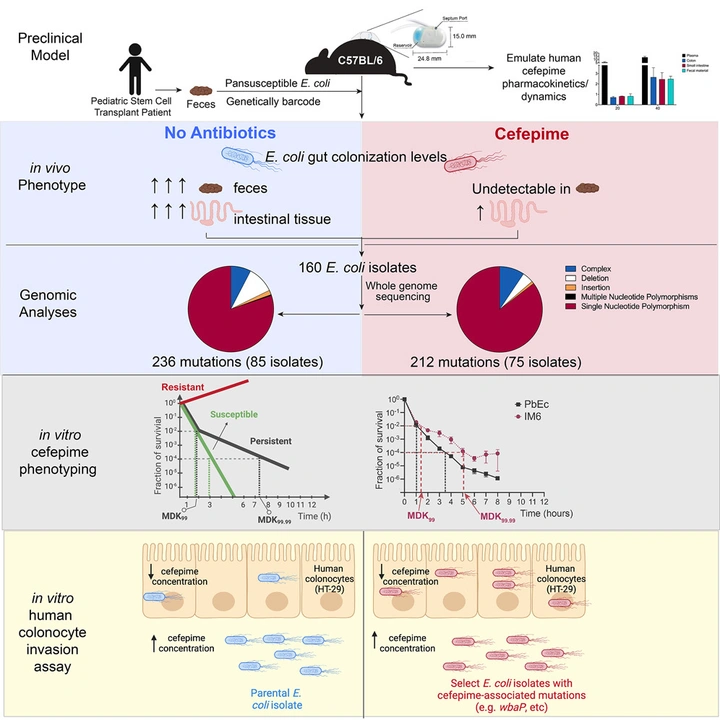 Graphical abstract showing experimental workflow: mouse model with barcoded E. coli, cefepime treatment, genomic analyses of 160 isolates, and in vitro phenotyping revealing persister and cell-invasion phenotypes