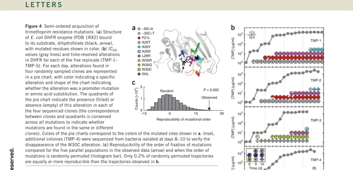 DHFR crystal structure with color-coded resistance mutations, temporal pie charts tracking mutation fixation across 5 populations, and statistical reproducibility analysis